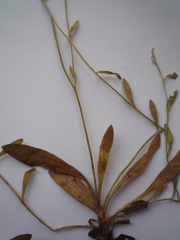 Pilosella piloselliflora