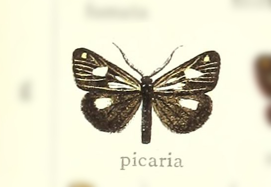 Polypoetes picaria