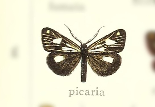 Polypoetes picaria
