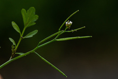 Cardamine hirsuta