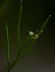 Cardamine hirsuta