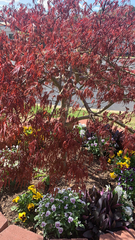 Acer palmatum