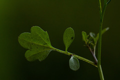 Cardamine hirsuta