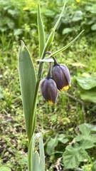 Fritillaria uva-vulpis