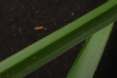 Cyperus virens