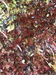 Orthothecium rufescens