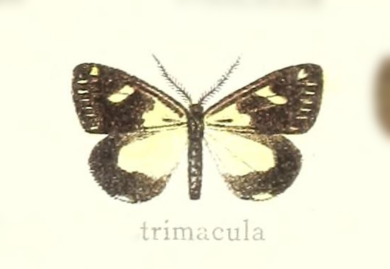 Polypoetes trimacula