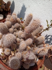 Mammillaria albicans