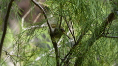 Phylloscopus canariensis