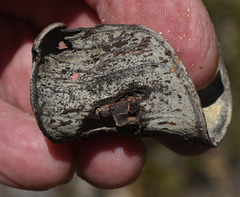 Acacia crassicarpa