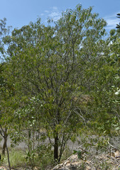 Acacia crassicarpa