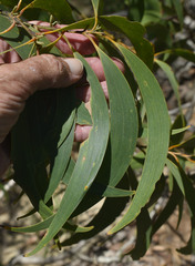 Acacia crassicarpa