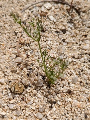 Spermolepis