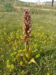 Himantoglossum robertianum