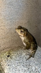 Bufo bufo