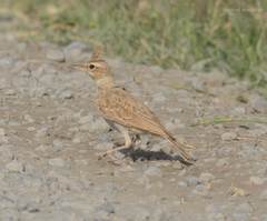 Galerida cristata