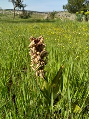 Himantoglossum robertianum