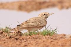 Galerida cristata
