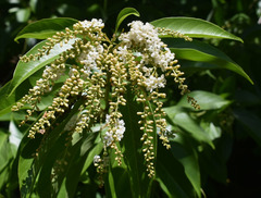 Citharexylum spinosum