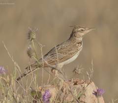 Galerida cristata
