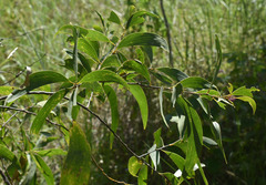 Acacia crassicarpa