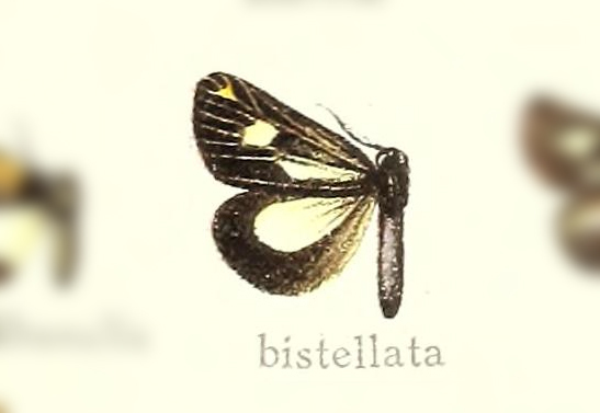 Polypoetes bistellata