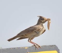 Galerida cristata