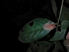 Leptomantis harrissoni