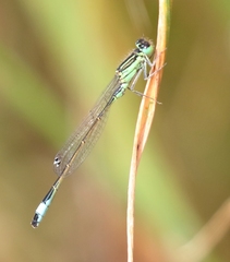 Ischnura genei