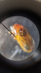 Aetheomorpha seminigra