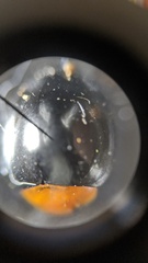 Exochomus nigripennis