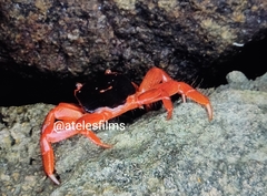 Geograpsus stormi
