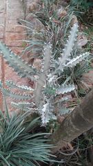 Caralluma