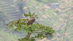 Buteo buteo bannermani