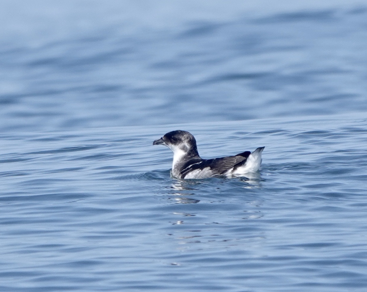Peruvian Diving-Petrel illustration
