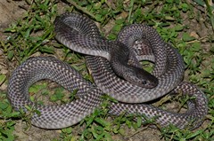 Limaformosa chanleri