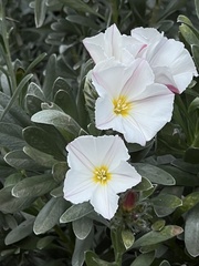 Convolvulus cneorum