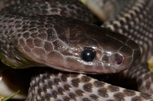 Unicolor File Snake, Limaformosa chanleri