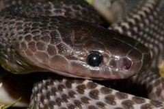 Limaformosa chanleri