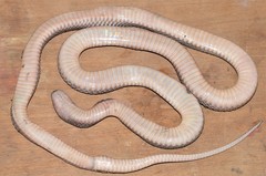 Limaformosa chanleri