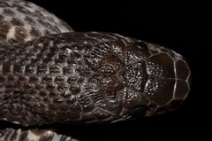 Limaformosa chanleri