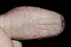 Limaformosa chanleri