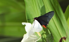 Pyrrhopygopsis socrates