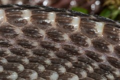 Limaformosa chanleri