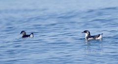 Pelecanoides garnotii