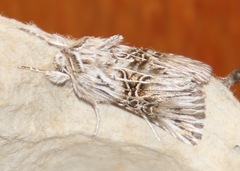 Omphalophana serrata