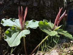 Trillium angustipetalum