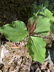 Trillium angustipetalum