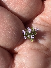 Pogogyne zizyphoroides