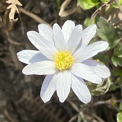 Anemonoides apennina